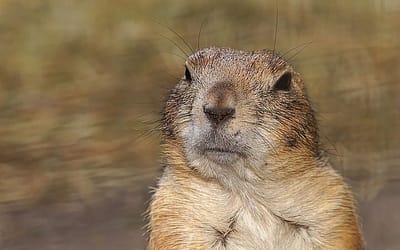 What to do when your ex-spouse is a Gopher parent