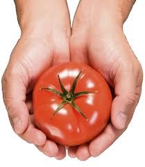 Tomato